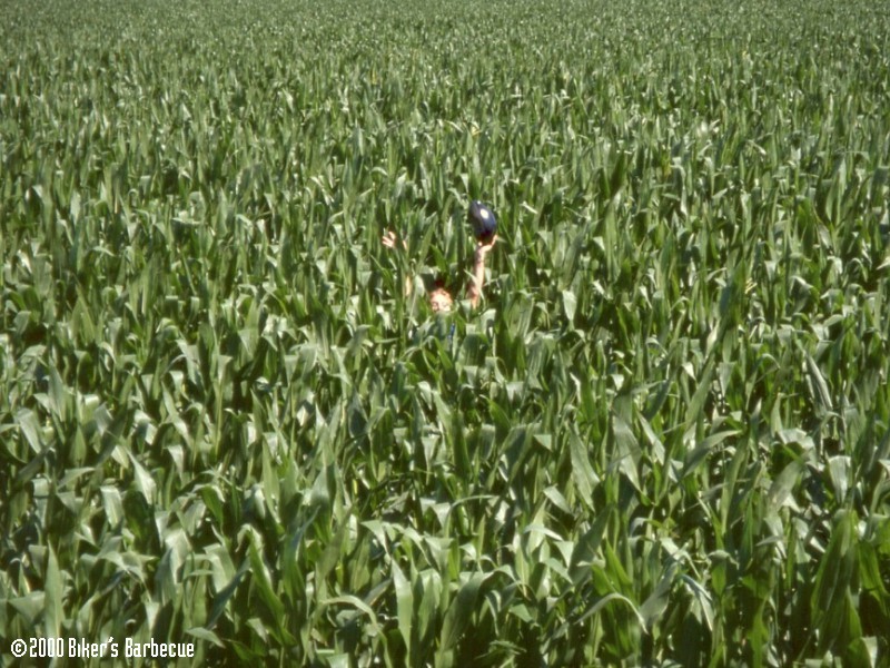 Corn Field